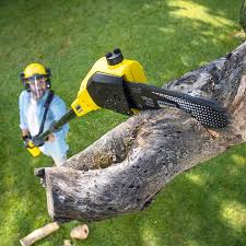 How Our Tree Care Process Works  in Victorville, CA